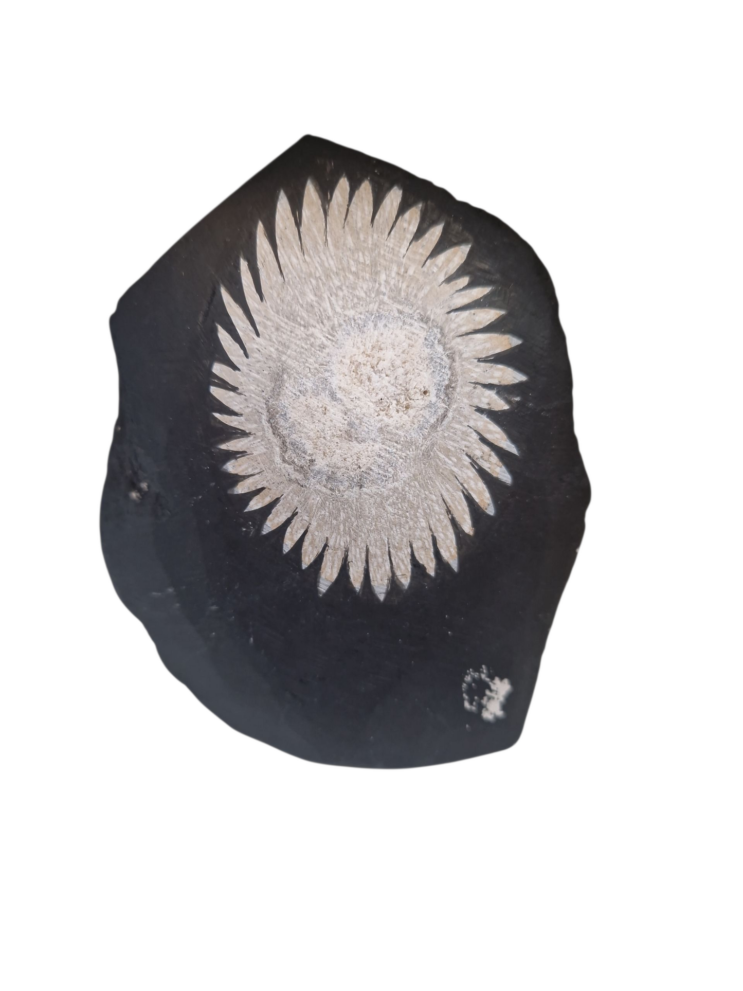 Chrysanthemenstein