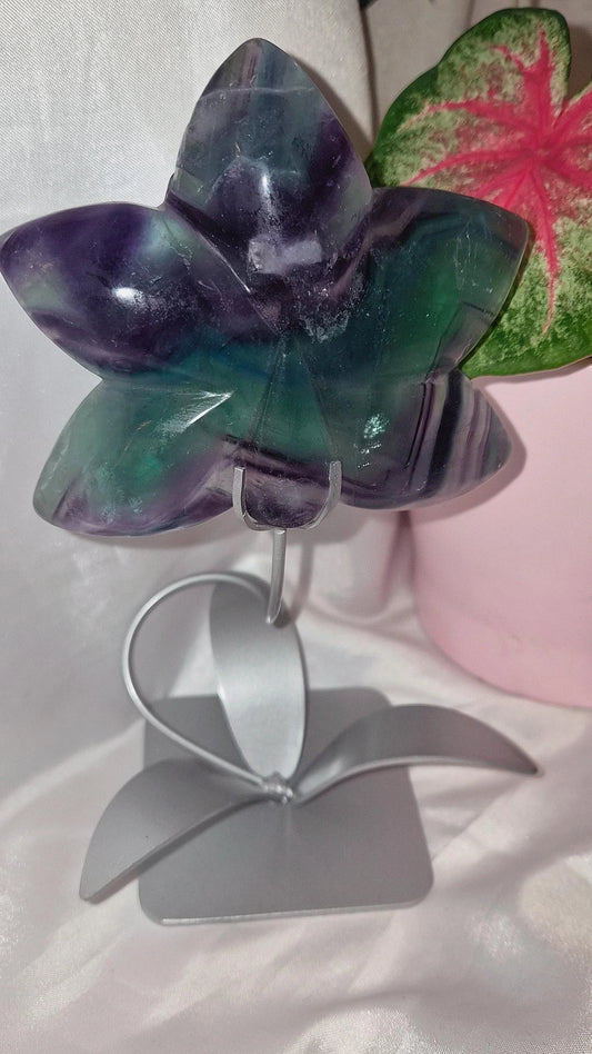 Fluorit Orchidee